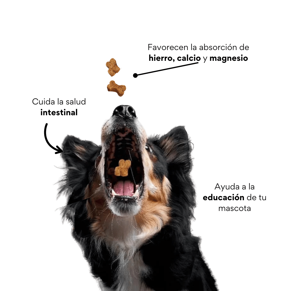 Galletas Krunchy para perros
