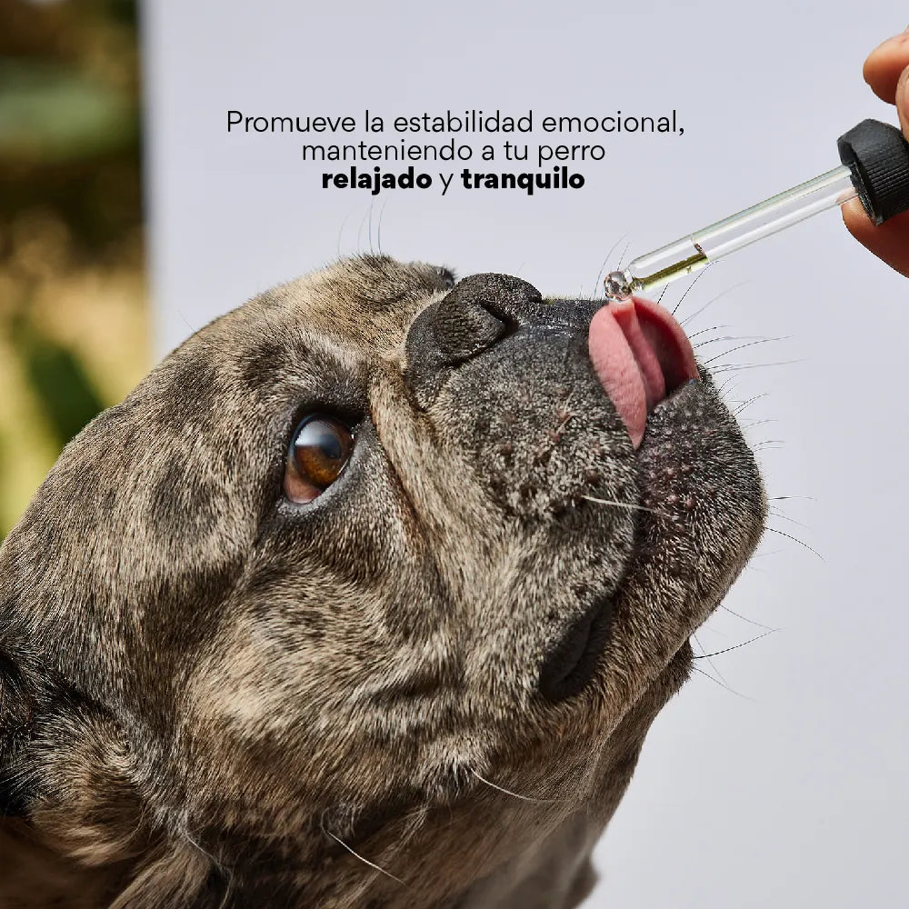 Esencia Floral Hiperactividad para perros y gatos