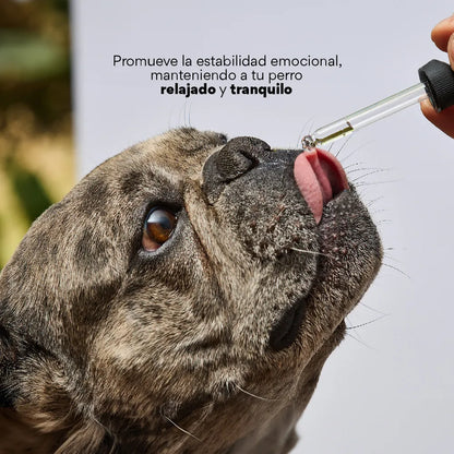 Esencia Floral Hiperactividad para perros y gatos